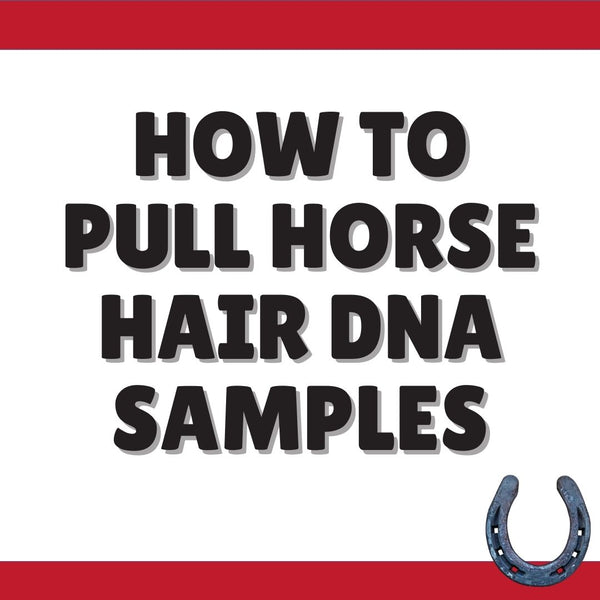 Pulling DNA Horse Hair Samples