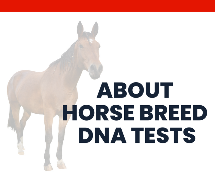 About Horse Breed DNA Tests