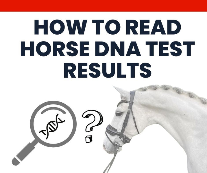 How to Read Horse DNA Results