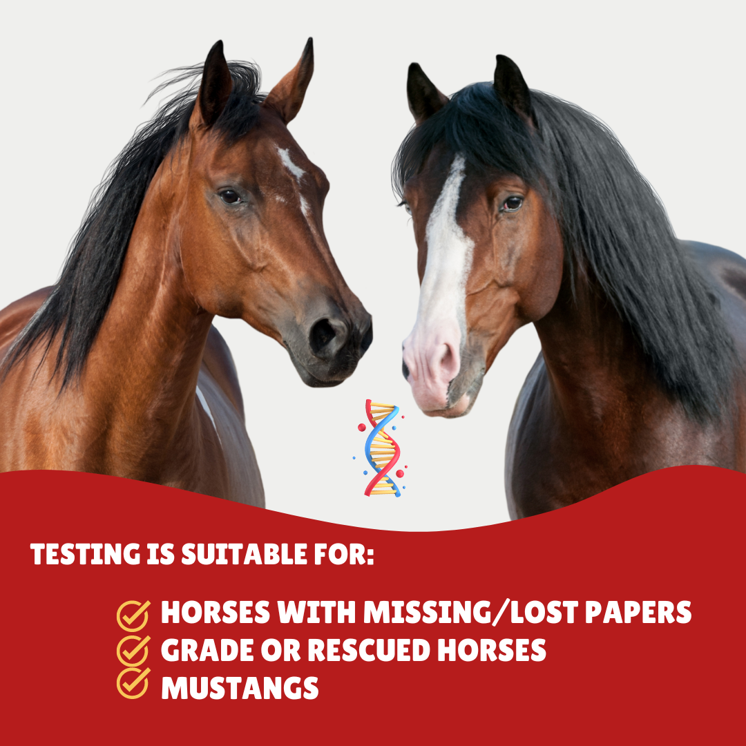 Horse DNA Breed Test – DNA My Horse