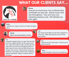 Load image into Gallery viewer, Horse DNA Breed Test