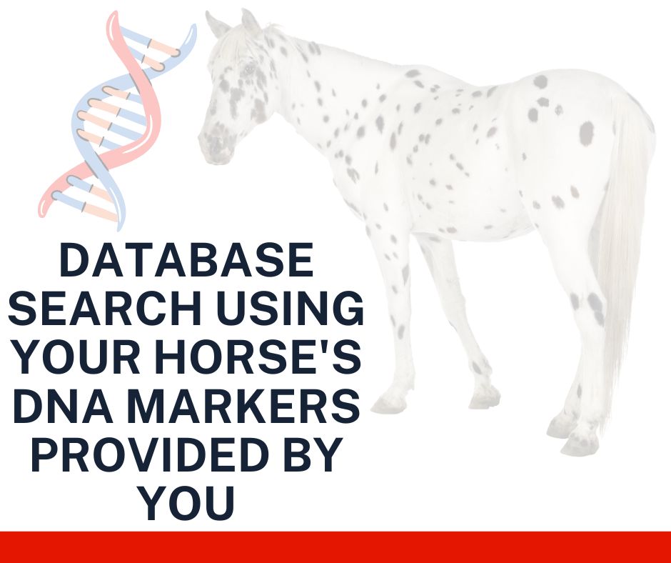 Database Search Using Your Horse's DNA Markers (one horse)