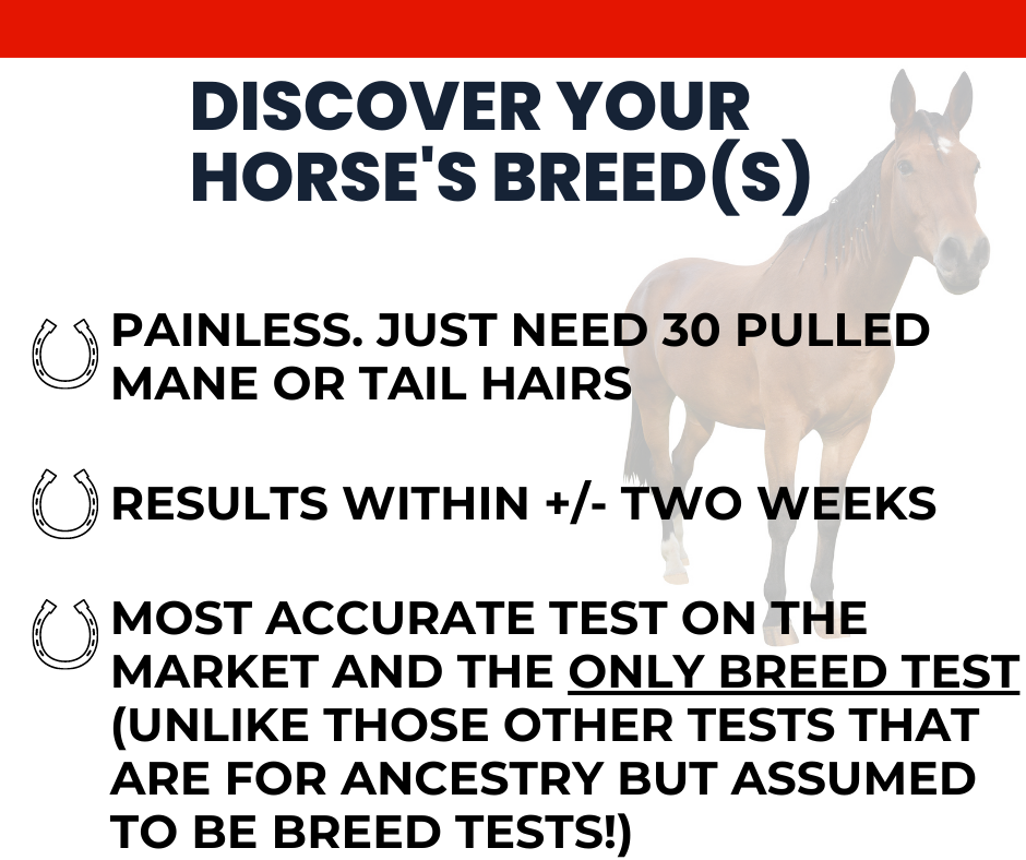 Horse DNA Breed Test